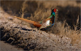  Ring-necked Pheasant (Bianchis)