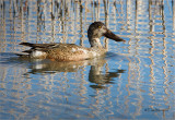  Northern Shoveler  