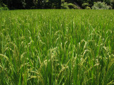 Tall grains above a rice paddy