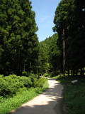 Path through Iwami Ginzans forested surrounds