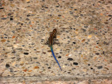 Blue-tailed skink at the shrine