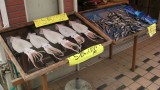Squid and fish set out to dry