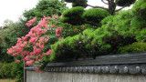Flowers and greenery overhanging a wall