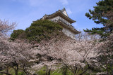 Sakura below the northwest flank of the donjon
