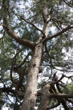 View up one of the pine trees