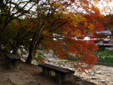 Benches beneath the Japanese maples