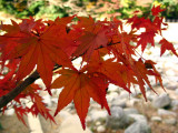 Japanese maple leaves detail