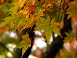 Yellow maple leaves detail