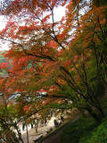 Trees on the slope