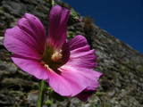 Wild flower by the castle walls