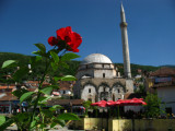 Red rose and Sinan Pasha