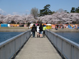 Crossing to the hanami festivity