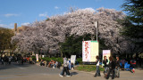 Cherry blossoms at Tsurumai-kōen