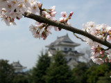 Sakura branch and Iga Ueno-jō