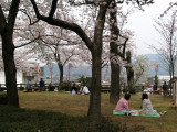 Having hanami in Kasumiga-jō-kōen