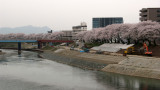 Cherry blossoms along the Asuwa-gawa