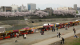 Riverside festival food stalls and sakura