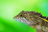 Lizard of Taiwan.