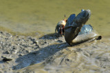 mudskipper