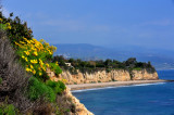 Wild flower at Point Dume