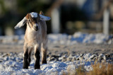 Goats at fish farm.