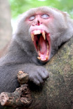 Monkey of Taiwan/xWU ,