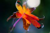 Japanese maple