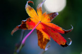 Japanese maple