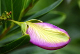 Spring flower, 2008