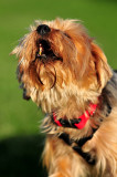 Mochie 2008