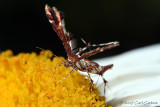 IMG_8543-Artichoke_Plume_Moth.jpg