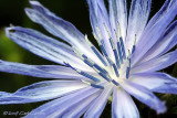 IMG_8408-Chicory.jpg