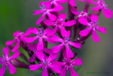 Sweet William Catchfly
