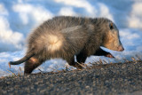 _MG_6020-Opossum.jpg