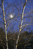 04/01/2010 - _MG_6361.jpg