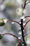 04/18/2010 - _MG_6709.jpg