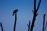 05/12/2010 - _MG_7551.jpg