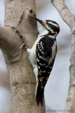 Hairy Woodpecker