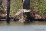 IMG_0795-Osprey_Goldfish_01.jpg