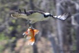 IMG_0798-Osprey_Goldfish_02.jpg
