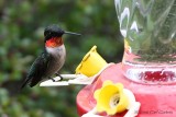 Ruby-Throated Hummingbird