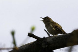 House Wren