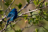 Indigo Bunting