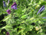 a green grasshopper