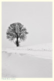 Tree in White