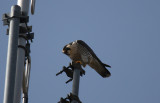 IMG_0311-1.jpg