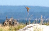 Lapland Longspur  427