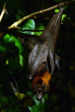 Night Safari Giant Bat.jpg