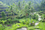 Ind92221690 Ubud RiceTerrace copy.jpg