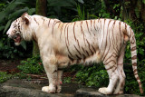 Z002 White Tiger .jpg